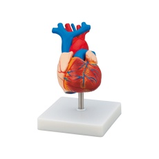 【7-8328-01】LHM307A 心臓モデル