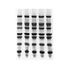 【ISEQ09120】Immobilon-PSQ PVDF 0.2um 9x12cm sheet 10/Pk 10PK ISEQ09120