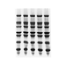 【ISEQ15150】Immobilon-PSQ PVDF 0.2um 15x15cm sheet 10/Pk 10PK ISEQ15150