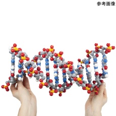 【DDNA-06】DNA分子モデル DDNA-06