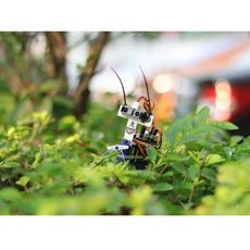 【110990448】Insect bot
