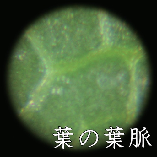 KONTEC ポケット顕微鏡【LP-33G】