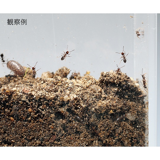 観察用アクリル水槽 薄型(150×30)【3-6760-01】
