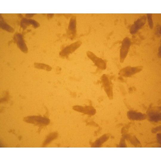 淡水稚魚用飼料 20ml【4-1940-01】