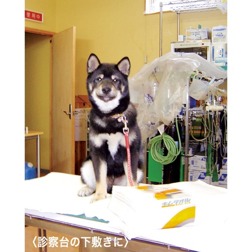 380x600mm 工業用ワイパー(12束)【EA929AT-6BA】