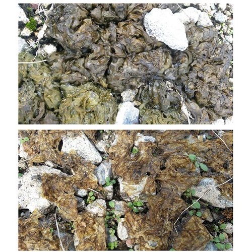 4L コケそうじ剤(トリガーノズル付)【EA913AE-26】